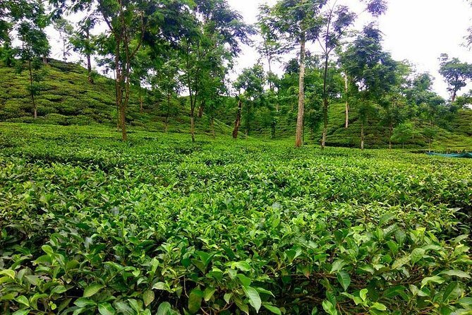 سریمانگال؛ بهشت چای بنگلادش