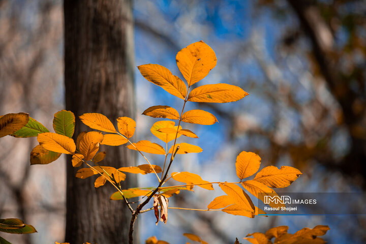 Autumn