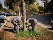 درختان شهر اصفهان اندوتراپی و خفته‌درمانی می‌شوند