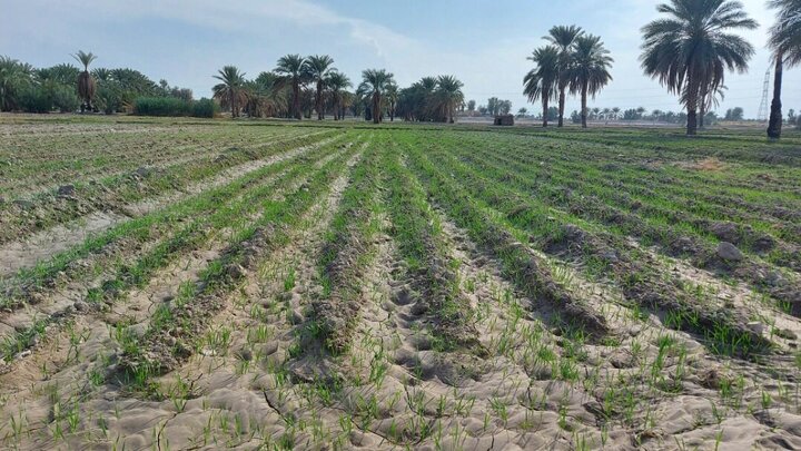 تحولات مثبت در آینده بخش کشاورزی، از تولید تا صادرات محصولات