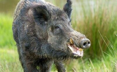 نزدیک شدن حیوانات به شهرها / وقتی زیستبوم دچار تغییر میشود