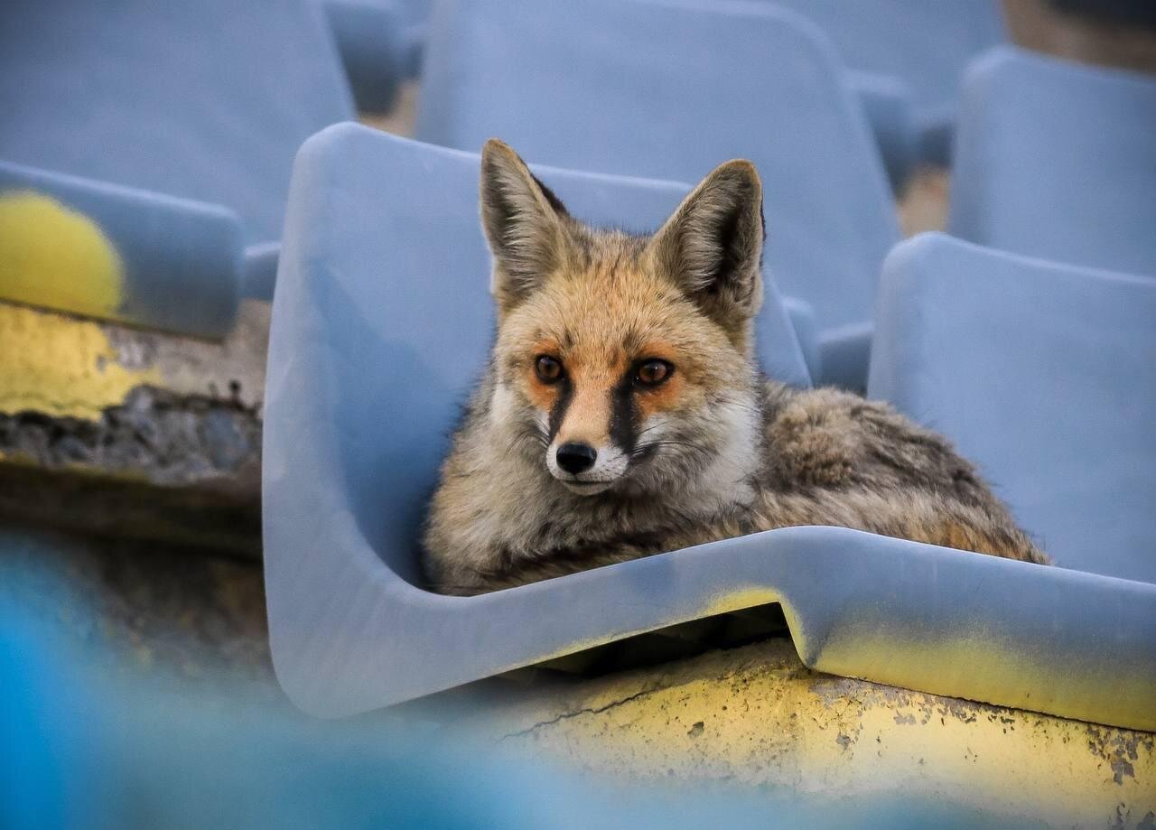 نزدیک شدن حیوانات به شهرها / وقتی زیستبوم دچار تغییر میشود