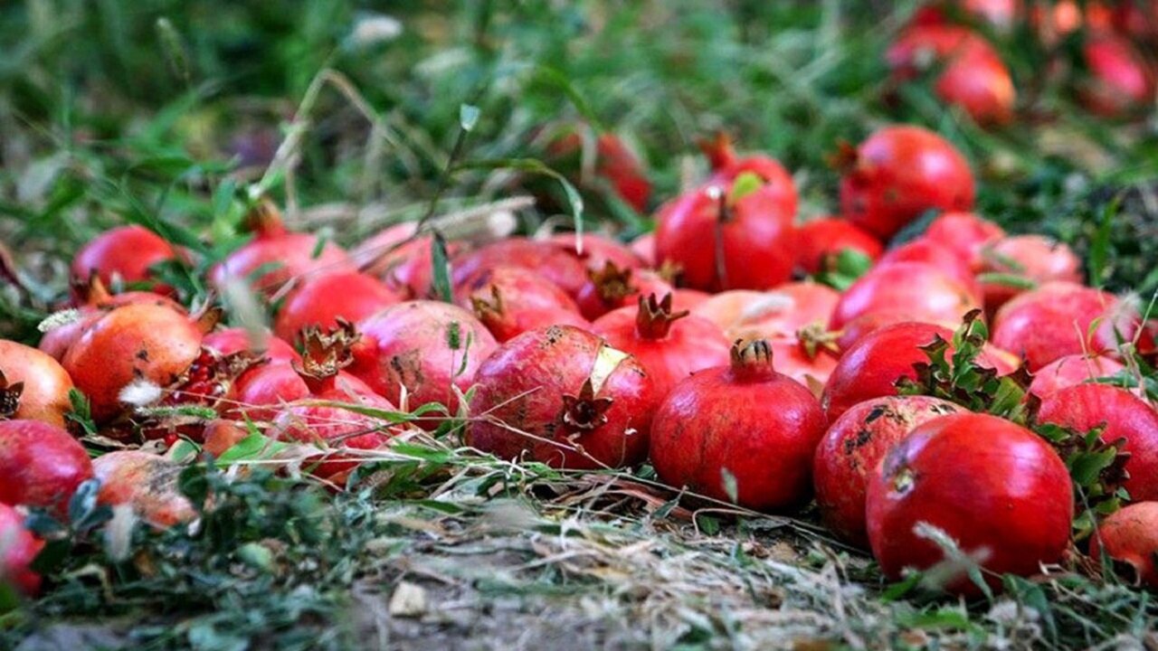 فرصتهای پیشرو برای برندسازی انار بادرود