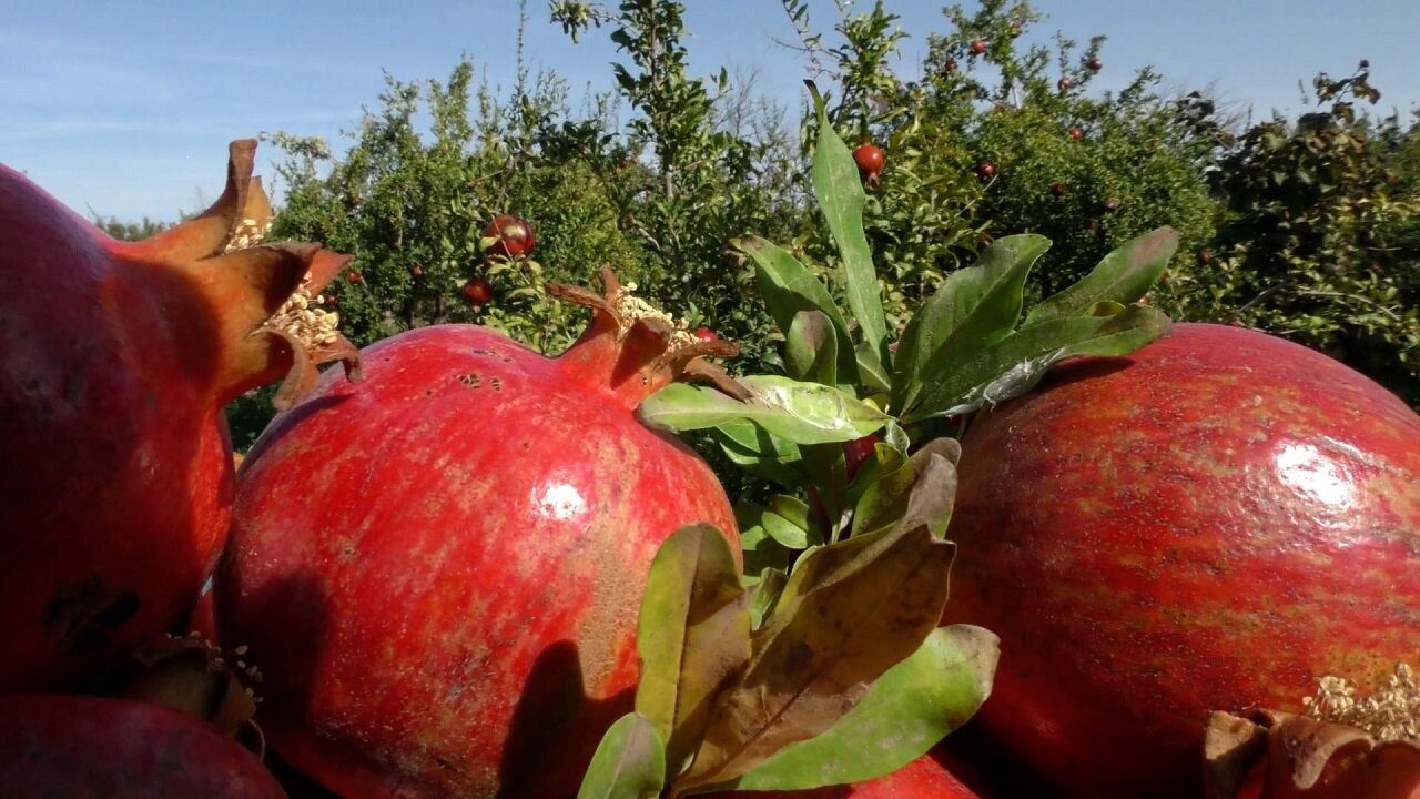 فرصتهای پیشرو برای برندسازی انار بادرود