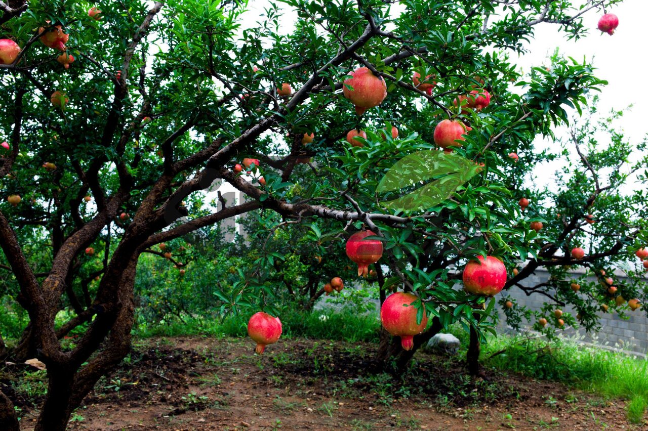 فرصتهای پیشرو برای برندسازی انار بادرود