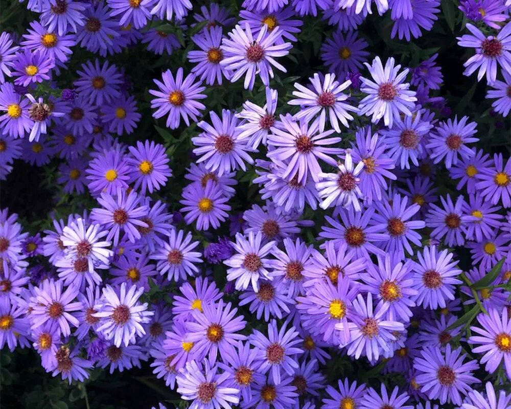 گلهایی از جنس پاییز