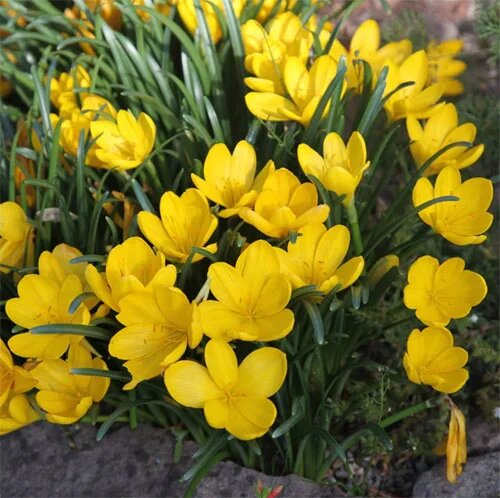 گلهایی از جنس پاییز