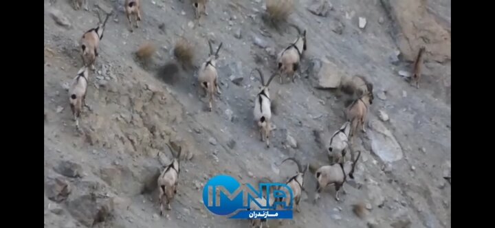 فیلم| گشت‌زنی گله کل و بز وحشی در ارتفاعات البرز مرکزی شمالی مازندران