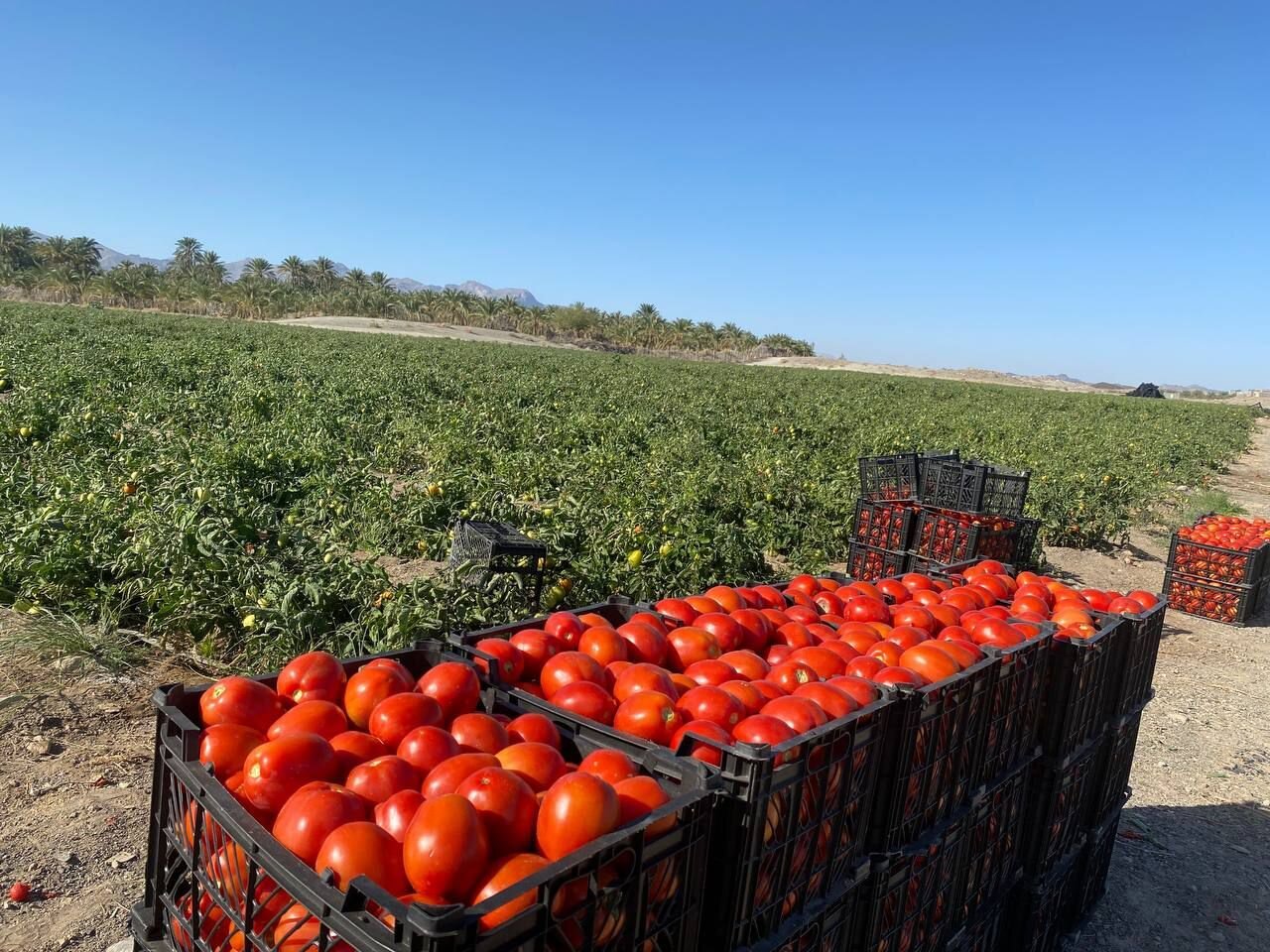 از تولید تا تامین زیرساخت، راه ناتمام گلخانههای کردکوی