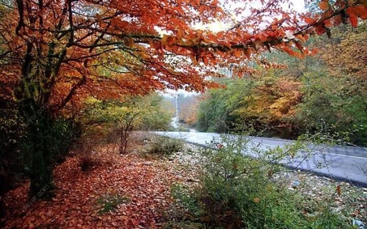 تجربه یک پاییز شگفت‌انگیز با قدم در جنگل‌های هیرکانی مازندران