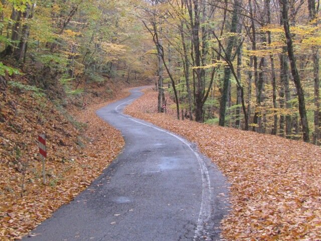 تجربه یک پاییز شگفتانگیز با قدم در جنگلهای هیرکانی مازندران