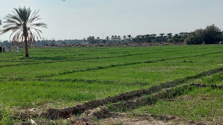 کشت بیش از ۳۲ هزار هکتار گندم و جو در زمین‌های کشاورزی سیستان‌وبلوچستان