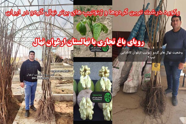 باغ گردو با ارغوان نهال تضمینی برای باغ پرمحصول شما باغ گردو با ارغوان نهال تضمینی برای باغ پرمحصول شما