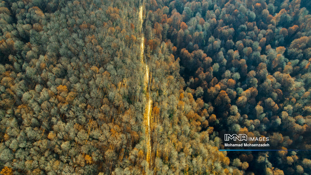 آتشسوزی جنگلهای هیرکانی در الیت چالوس | وضعیت، دلایل و چشمانداز مهار حریق