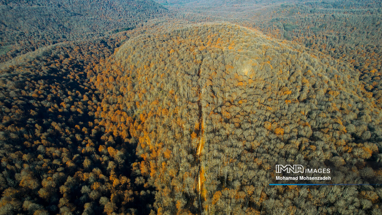 جنگلهای ۴۰ میلیون ساله هیرکانی در تقاطع حفاظت و تهدید