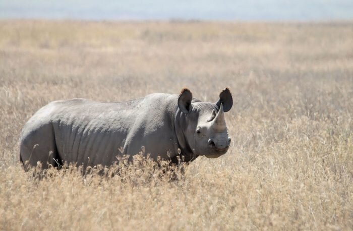 روز جهانی حفاظت از حیات وحش World Wildlife Conservation + حیوانات منقرض شده در عصر حاضر