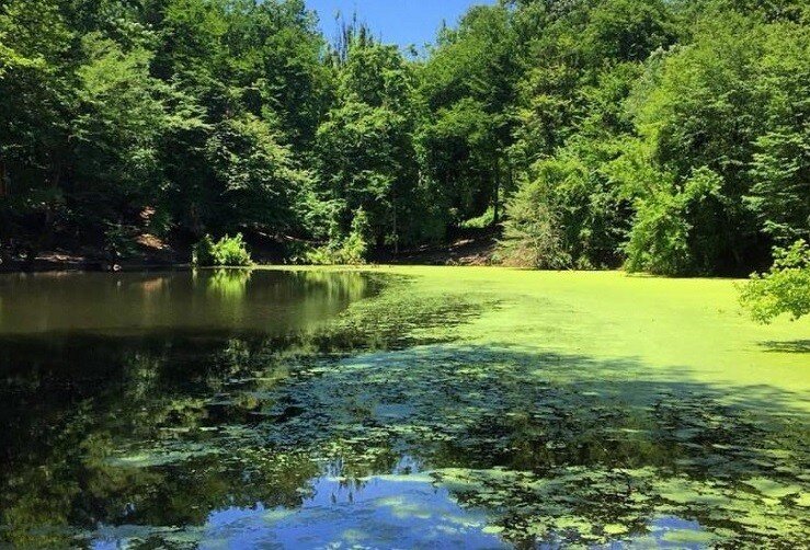 تالابها یکی از نابترین اکوسیستمهای طبیعت ایران