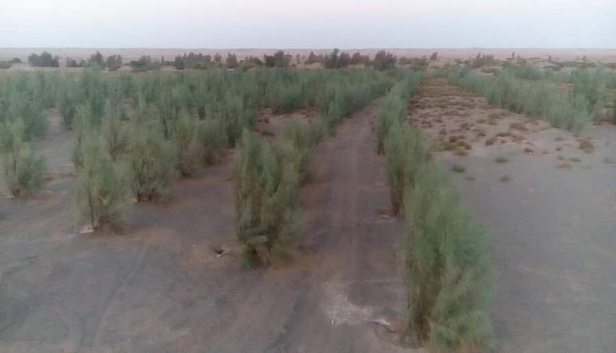 بادشکنهای زیستی راهی برای حفظ حیات بیابانها