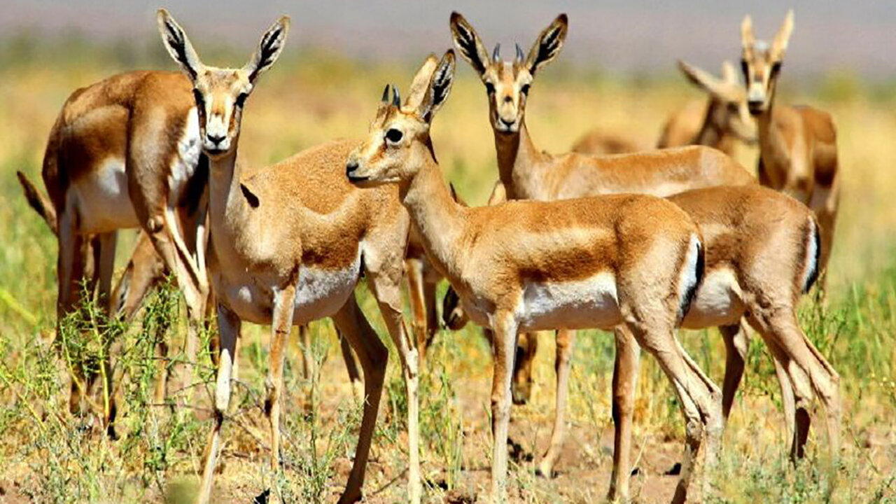 رقص آهوان در دشت مغان؛ احیای گونههای منحصربه فرد در قلب اردبیل