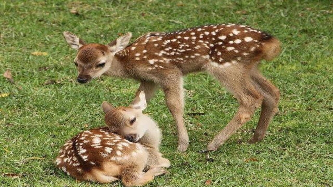 رقص آهوان در دشت مغان؛ احیای گونههای منحصربه فرد در قلب اردبیل