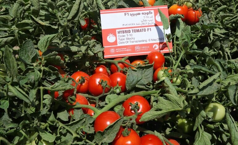 از ایجاد ۱۲ هزار شغل برای معلولان تا تجاریسازی فناوری تولید بذر هیبریدی برای نخستین بار