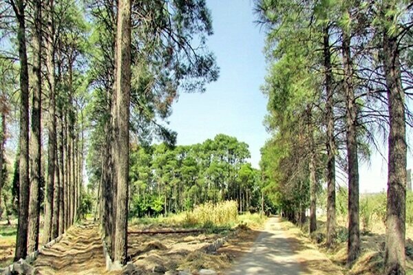 فضای سبز در خرم‌آباد؛ از استانداردهای جهانی تا واقعیت‌های موجود