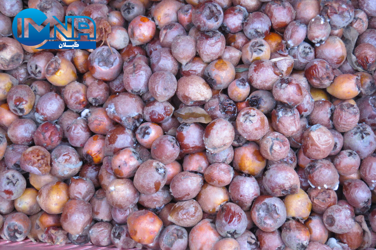 "کوتهکومه" میزبان جشنواره فراوری رب ازگیل آستارا + تصاویر