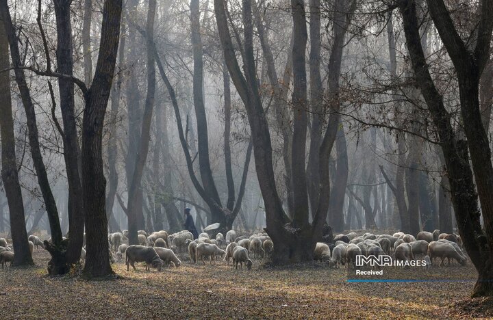 کشمیر، هندوستان