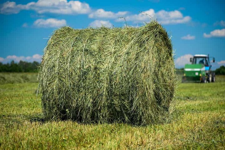 بذر یونجه مقاوم به شوری: راه حلی برای کشاورزی در مناطق با خاک شور