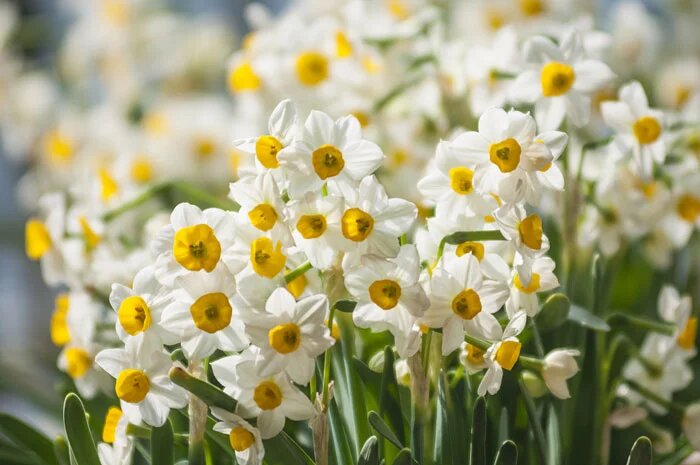 تولید سالانه ۱۴۰ میلیون شاخه گل نرگس در استان ایلام