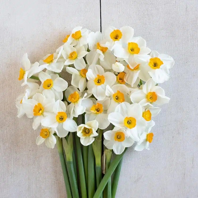 استفاده از گل نرگس برای تقویت حافظه، درمان سرماخوردگی و بیماریهای پوستی