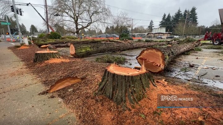 قطع ۷ درخت در بجنورد با رای کمیسیون قطع اشجار