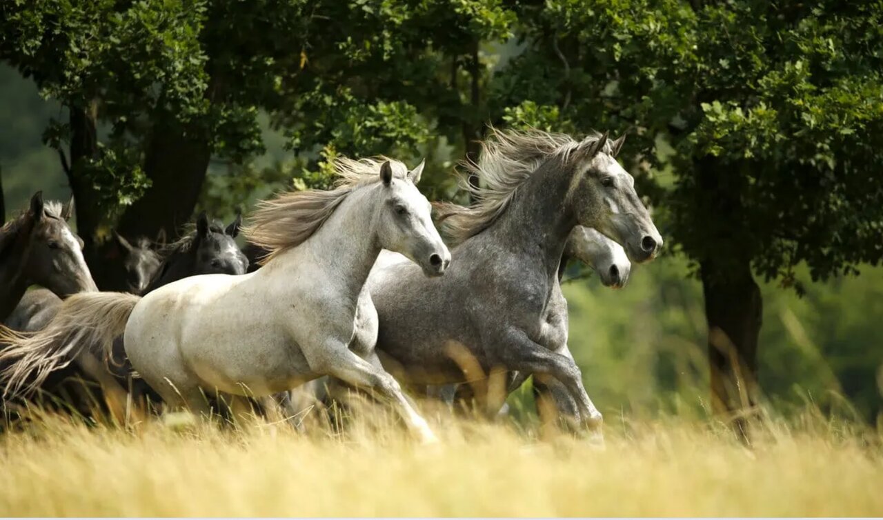 دانستنیهای جالب درباره اسلوونی