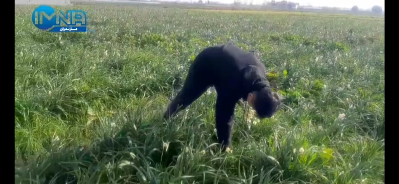 فناوریهای نوین، کلید حل مشکلات کشت گل نرگس در جویبار