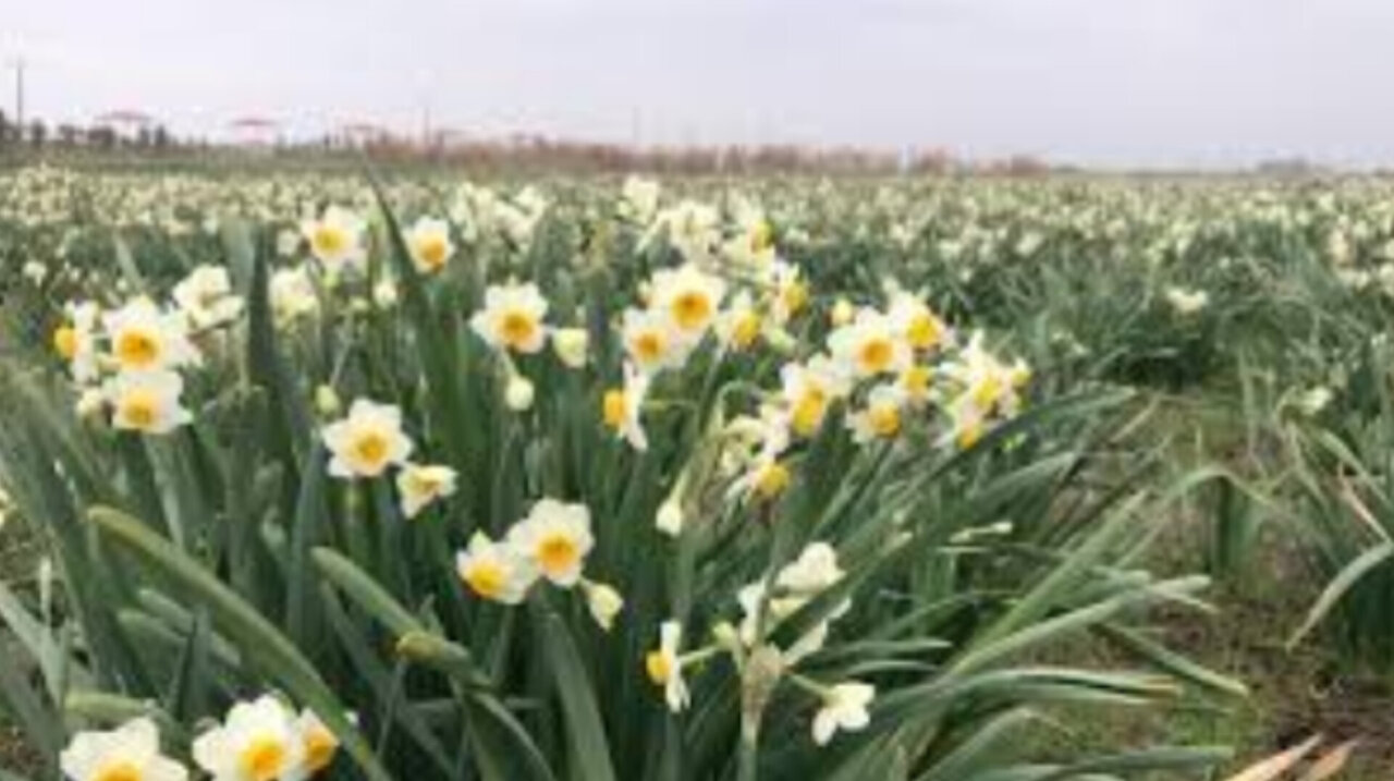 فناوریهای نوین، کلید حل مشکلات کشت گل نرگس در جویبار