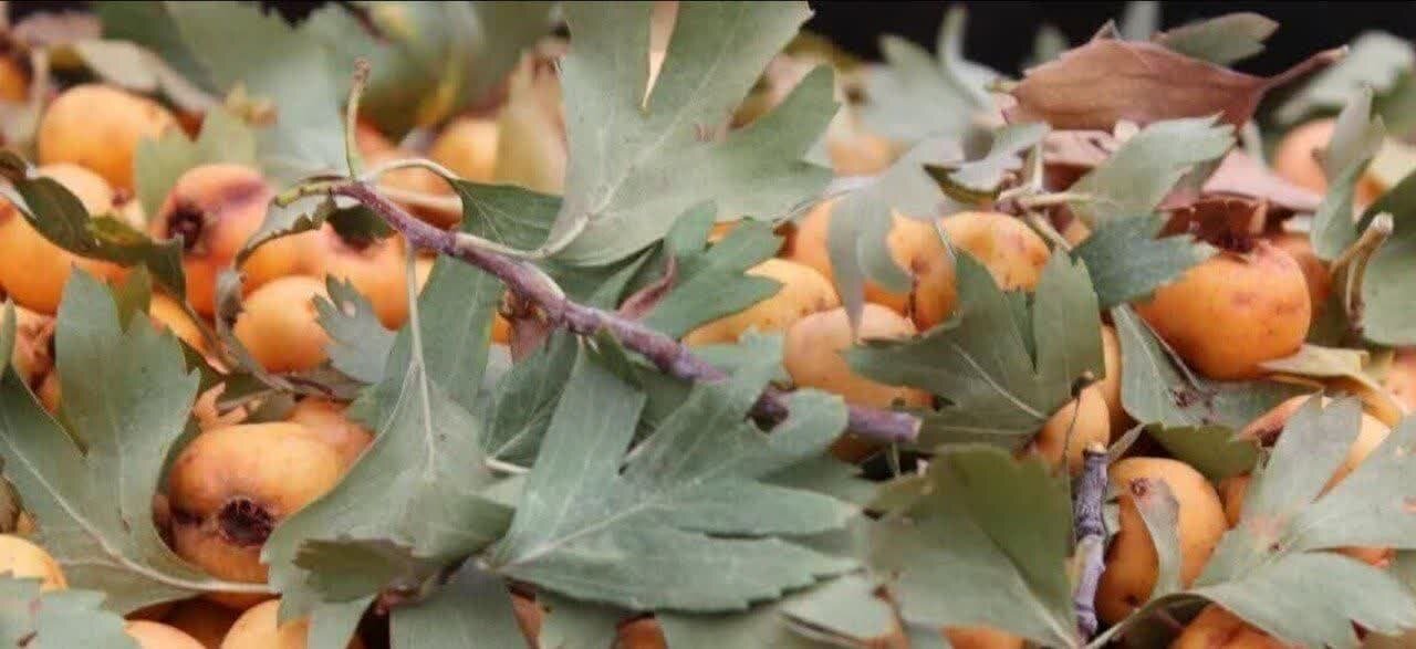 درختان ارزشمندی که طعمه سودجویان می‌شود