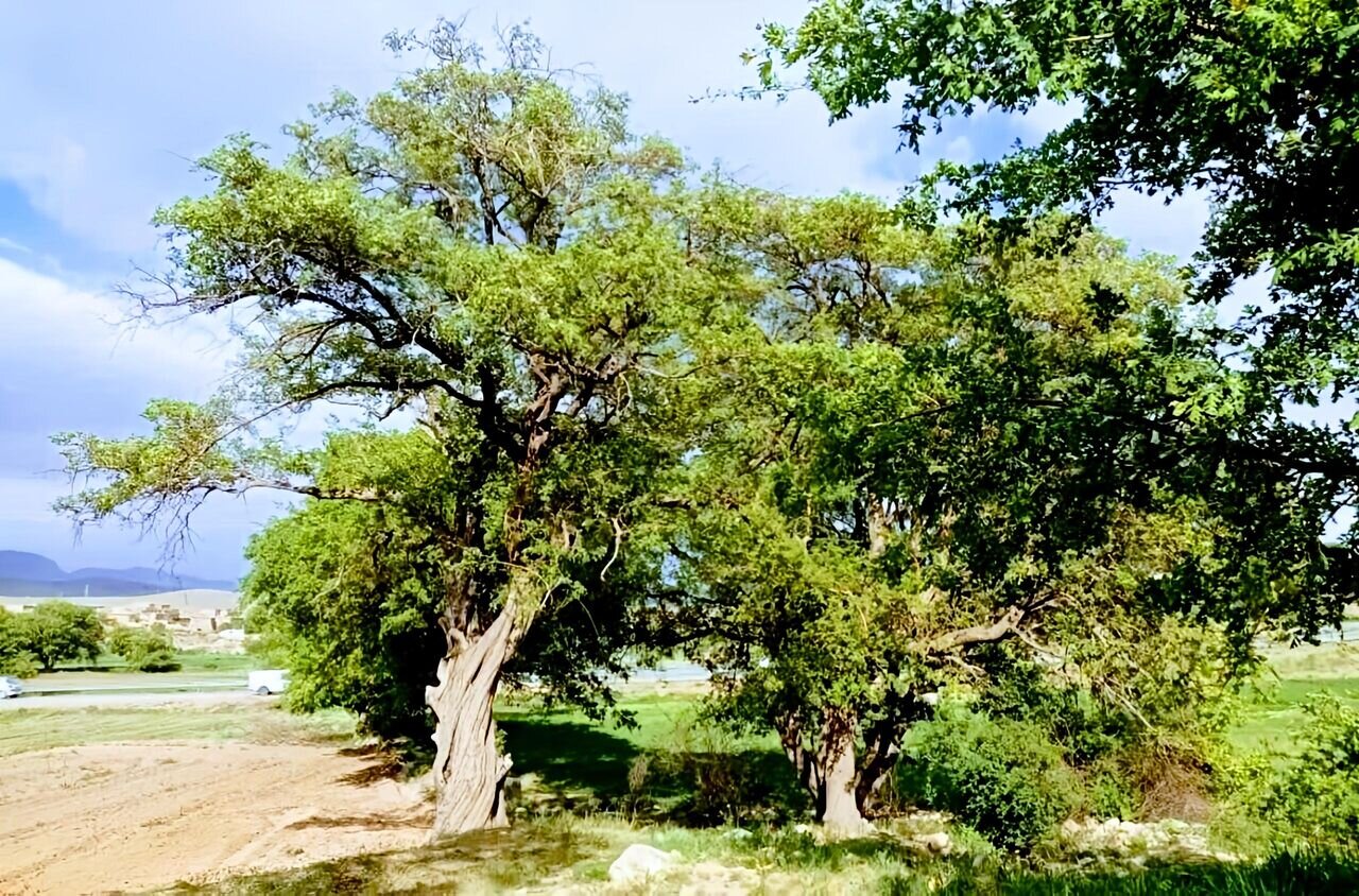 درختان ارزشمندی که طعمه سودجویان می‌شود