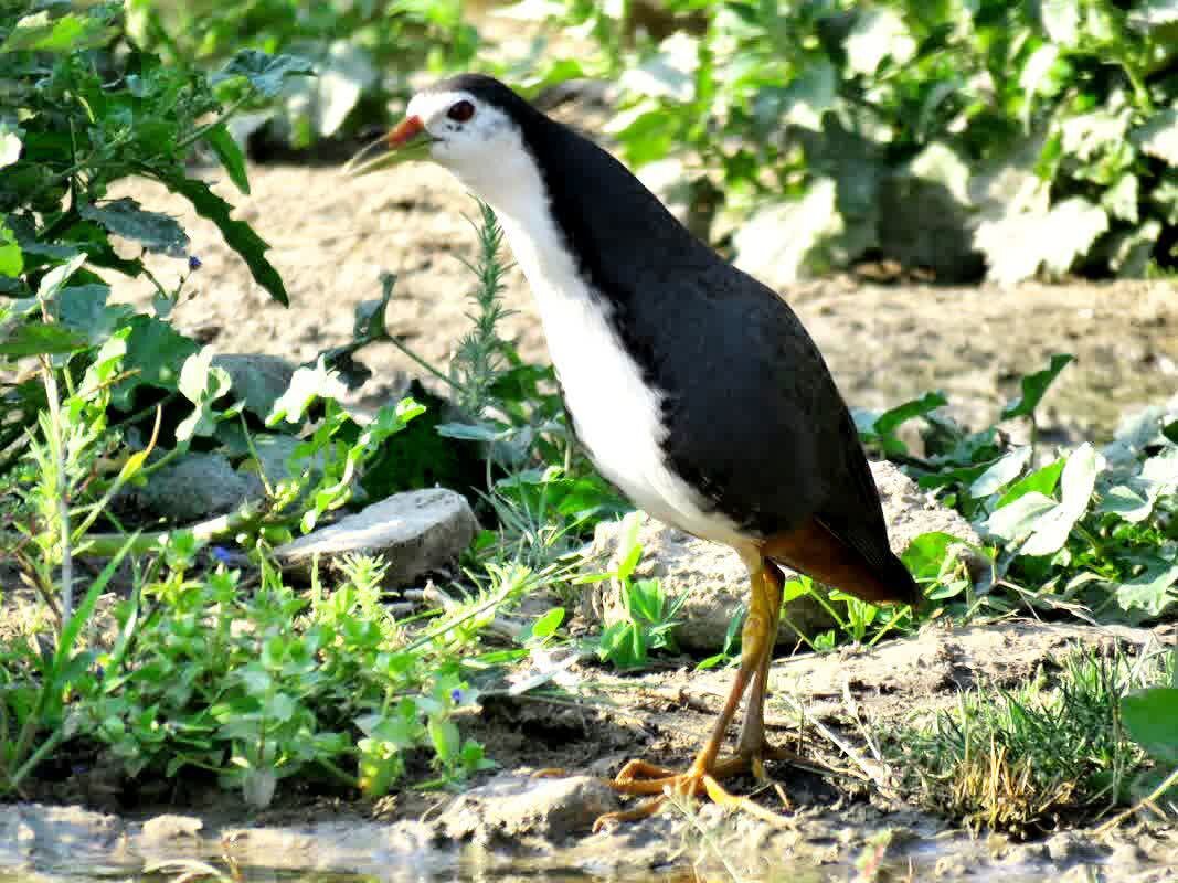 ثبت نخستین مشاهده طاووسک سینه سفید در چهارمحالوبختیاری