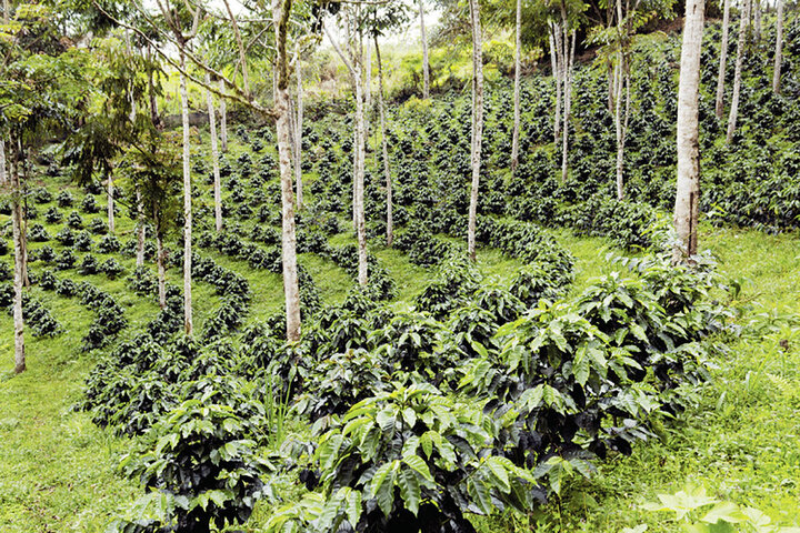 ساخت «میکروجنگل‌ها»؛ راهکاری برای بازگشت طبیعت به شهرها