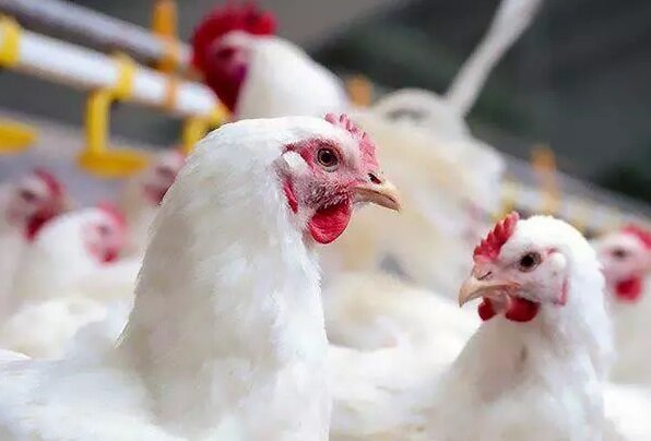 چالشهای اصلی پرورش جوجه گوشتی