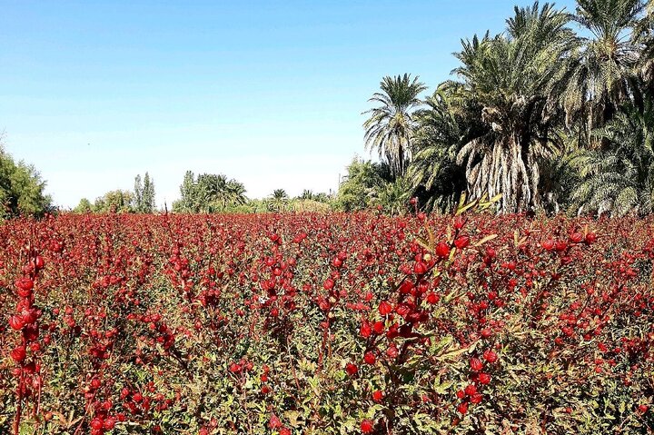 عشایر دلگان ۴۰ تن چای ترش برداشت کردند