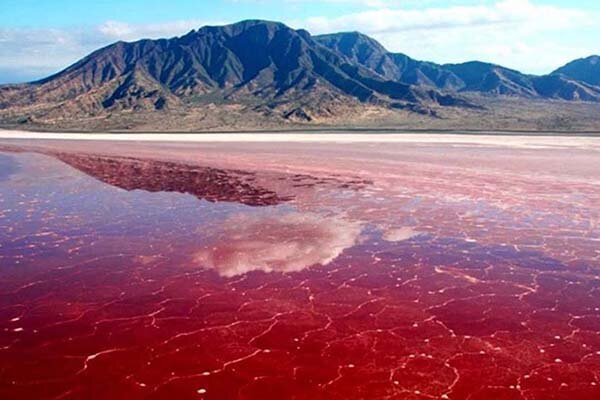 تالابهای فارس؛ سرمایهای ملی برای تنوع زیستی کشور
