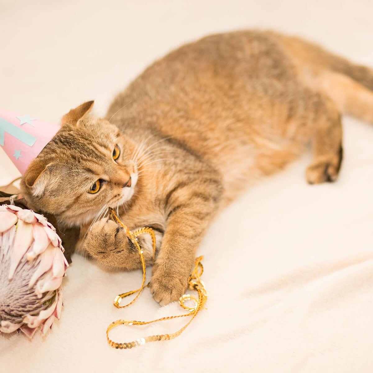 سال گربه و دلیل نامگذاری آن