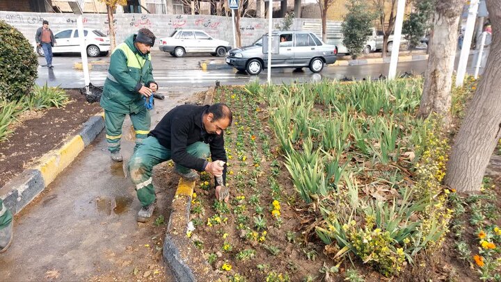 کاشت ۵۰ هزار بوته گل زمستانی در منطقه ۹ اصفهان