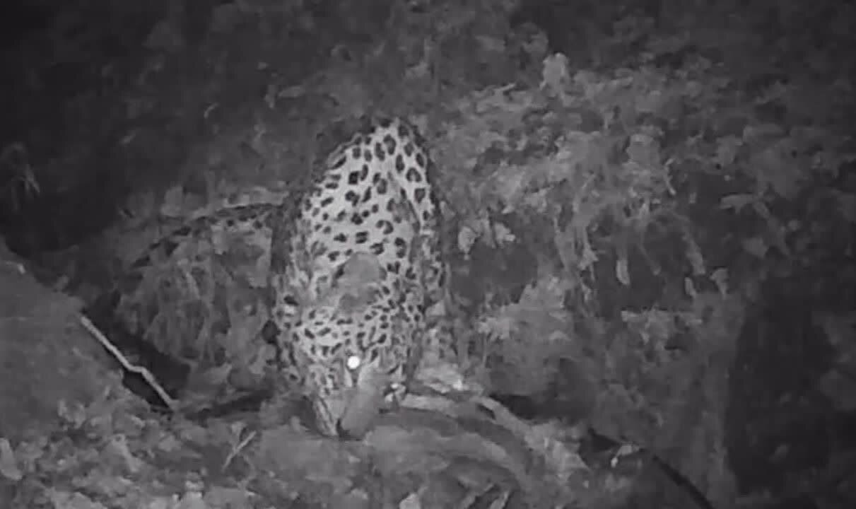 از جذب ۷۰۰ نیروی محیط زیستی تا پایش هوشمند رودخانهها و سدها با تصاویر ماهوارهای ایرانی