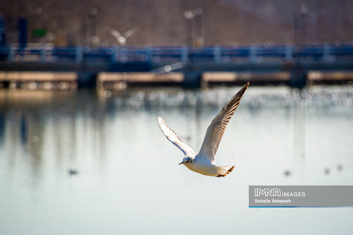 پرندگان مهاجر میهمان این روزهای شیراز