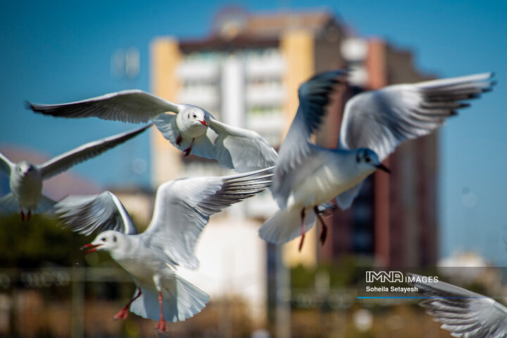 پرندگان مهاجر میهمان این روزهای شیراز