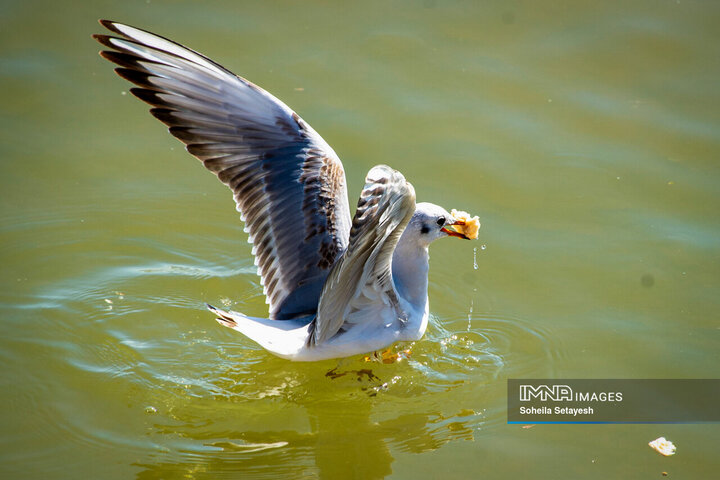 پرندگان مهاجر میهمان این روزهای شیراز