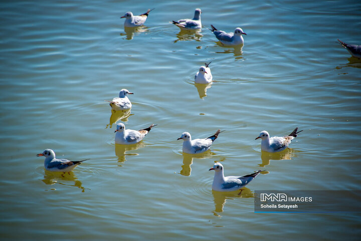 پرندگان مهاجر میهمان این روزهای شیراز