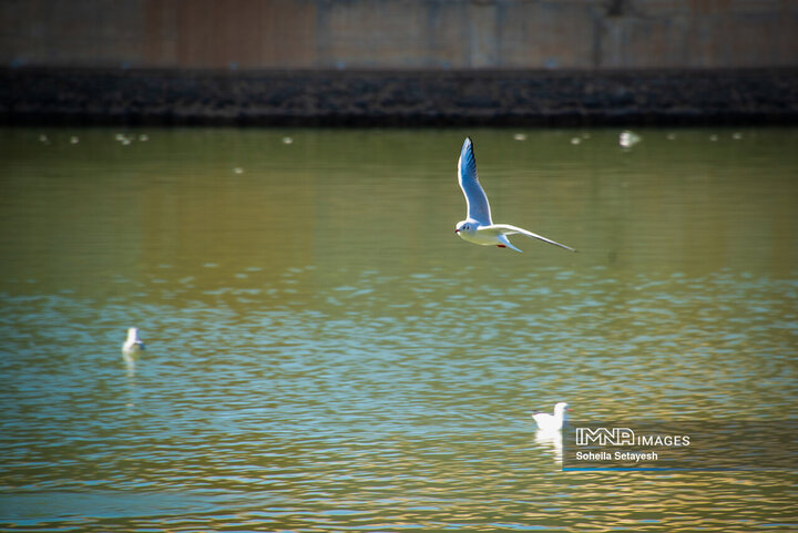 پرندگان مهاجر میهمان این روزهای شیراز